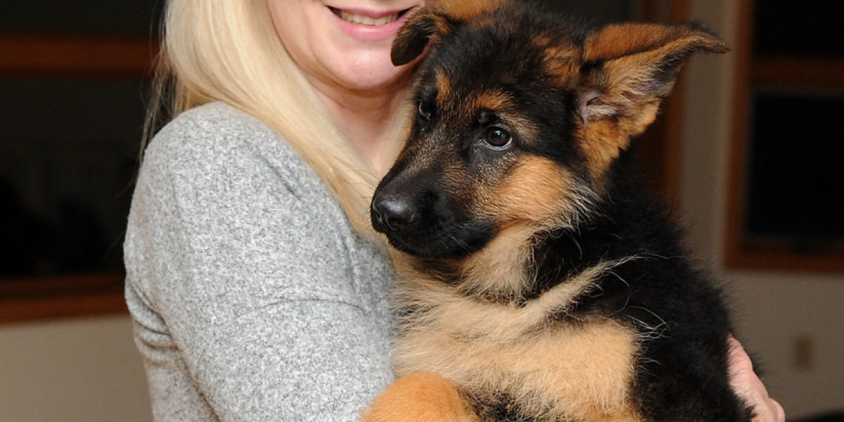 The 10 Scariest Things About Belgian Shepherd Dog Puppies For Sale Austria