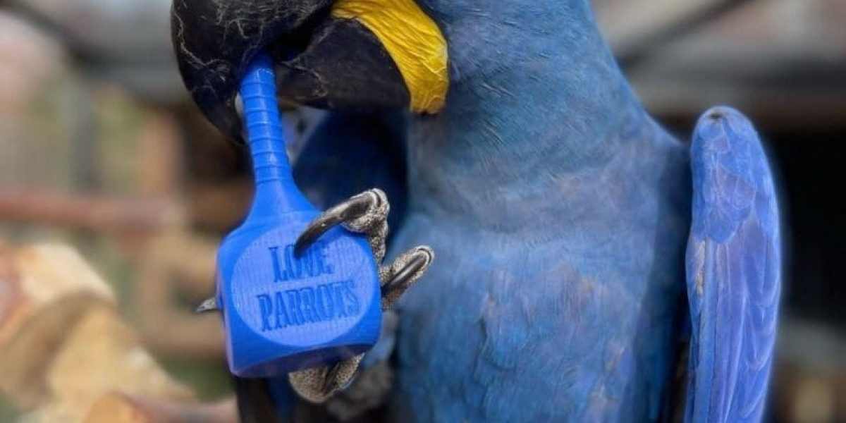 Hahn’s Macaw for Sale: A Vibrant Addition to Your Avian Family